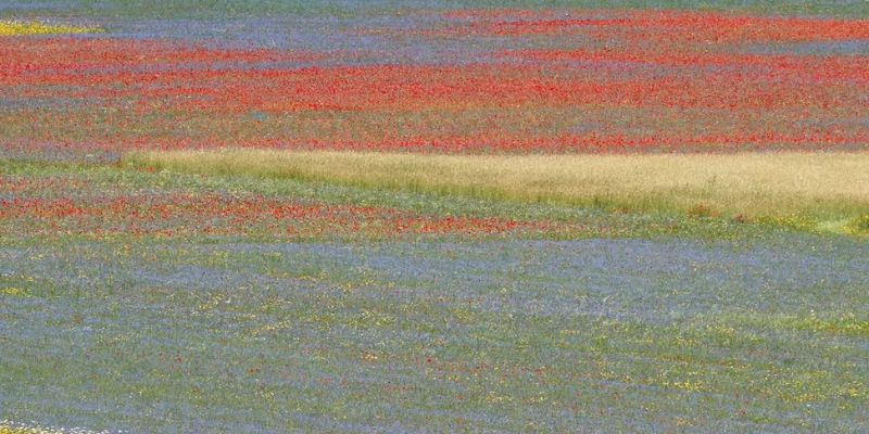Un campo colorato con macchie di fiori ed erbe rosse, gialle, viola e verdi, che creano un disegno a strisce, simile a un mosaico, nel paesaggio.
