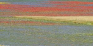 A colorful field with bands of red, yellow, blue, and green wildflowers in bloom, creating a striped pattern across the landscape.